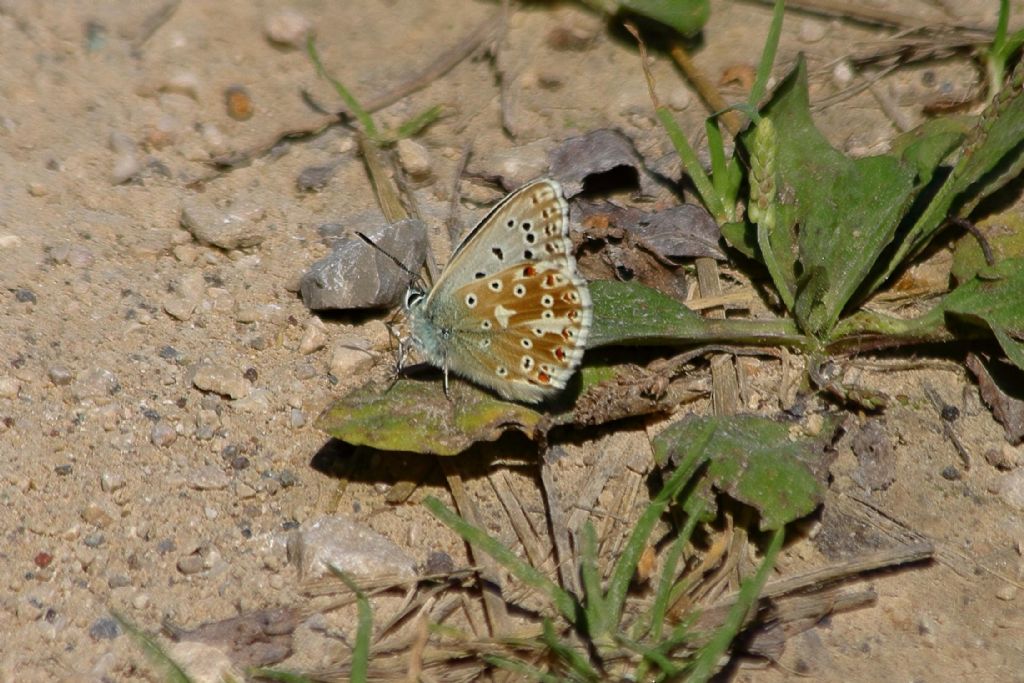 Lycenidae: Lysandra coridon